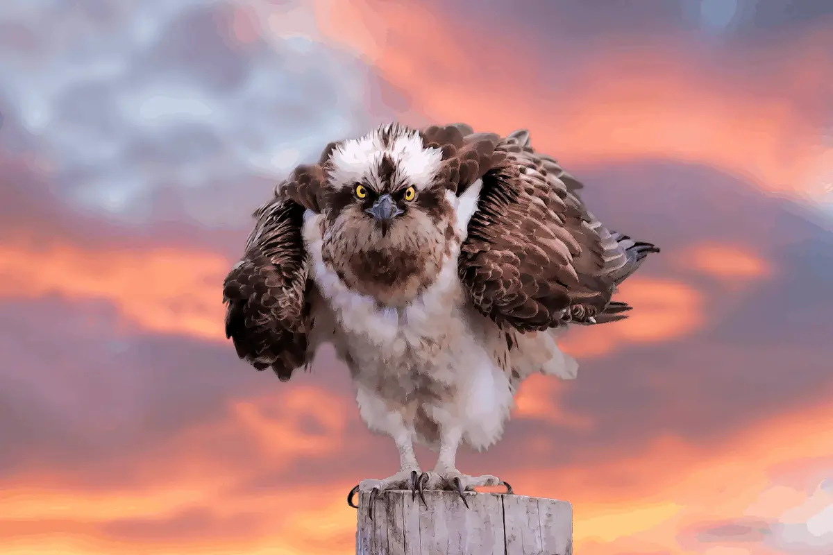 close-up photo of an osprey, symbolizing danger of adding Bitcoin to financial plan